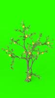lemon tree with green background photo