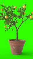 lemon tree with green background photo