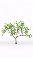 lemon tree with white background photo