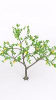 lemon tree with white background photo