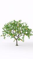 lemon tree with white background photo