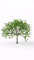lemon tree with white background photo