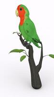 parrot on branch with white background photo
