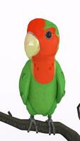 parrot on branch with white background photo
