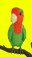 parrot on branch with green background photo