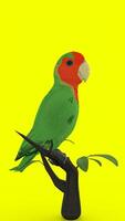 parrot on branch with green background photo