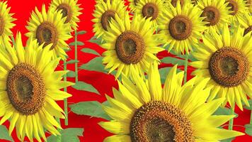 sunflower field with red background photo