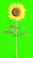 sunflower with green background photo