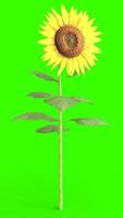 sunflower with green background photo