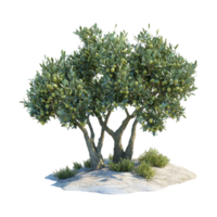 Olive Tree Isolated on Transparent Background png