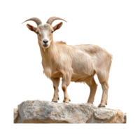 Goat Standing on Rocks with Transparent Background png