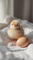 Baby chick standing next to brown egg on soft blanket photo