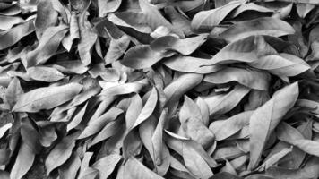 dry leaf background with black and white photo