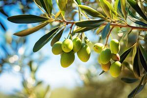 Green olives growing on the bush photo