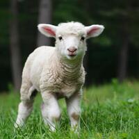Fluffy lamb stands in lush meadow, ears perked up, blurred wooded background For Social Media Post Size photo