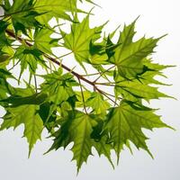 Green maple leaves clustered, serrated edges illuminated against white background For Social Media Post Size photo