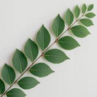 Diagonal branch with vibrant green leaves, intricate veins highlighted against white background For Social Media Post Size photo