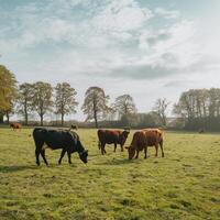 Green pasture with black and brown cows grazing under bright sky, trees and scattered clouds For Social Media Post Size photo