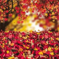 Red, orange, yellow leaves scatter on ground, colorful carpet, sunlight through foliage canopy For Social Media Post Size photo