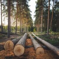 Pine forest with fallen logs, sunlight filters through trees, serene recently logged area For Social Media Post Size photo