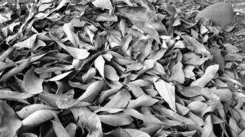 dry leaf background with black and white photo