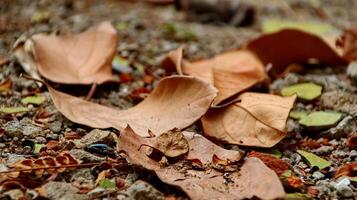 Dry leaves and grass on dry clay photo