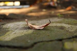 close up shot leaf on the floor with moss photo