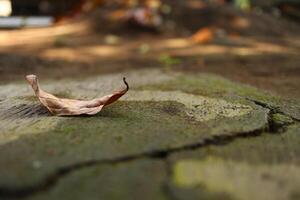 close up shot leaf on the floor with moss photo