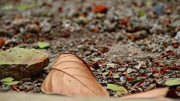 Dry leaves and grass on dry clay photo