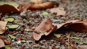 Dry leaves and grass on dry clay photo