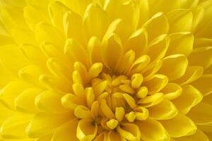 close up of yellow chrysanthemum photo
