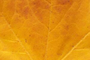 autumnal backdrop, close up of maple tree leaf texture photo