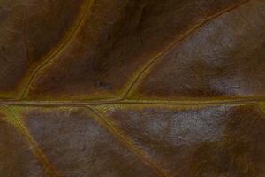 close up of dark browm autumnal oak tree leaf texture photo