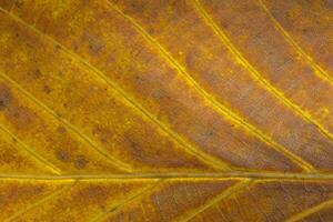 autumnal backdrop, close up of brown with yellow walnut tree leaf texture photo