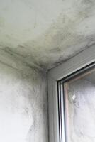 Mold growth in a corner of a damp room with a window photo