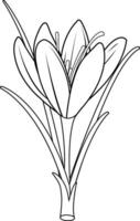 Saffron crocus flower. Crocus sativus isolated in white background. Black and white coloring page. vector