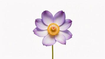 Delicate purple flower with yellow center isolated on white background. photo