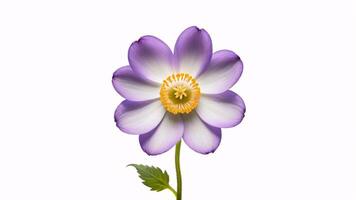 Single purple flower with yellow center isolated on white background. photo