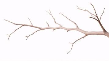 Isolated bare tree branch with white background. photo