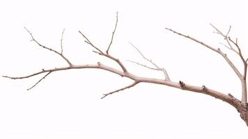 A bare tree branch isolated on a white background. photo