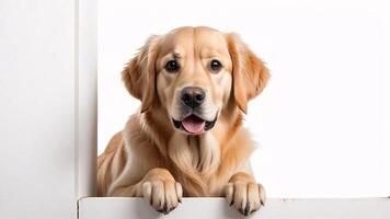 Golden Retriever with paws on a white surface, looking at camera. photo