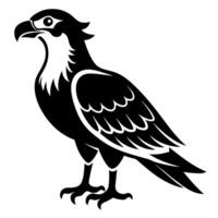 Wildlife Osprey Silhouette Bird Illustration Nature Sketch for Commercial Use vector