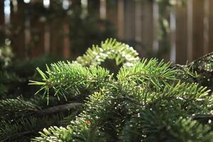 Sun on Pine Tree photo