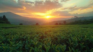 Lush green tea leaves stretch across the landscape under a vibrant sunset. Mountains silhouette against the colorful sky, creating a serene atmosphere in this tranquil setting. photo