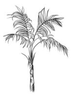 hand drawing of a date palm vector
