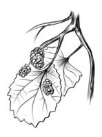 hand-drawn mulberry tree on a branch vector