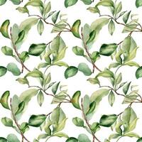 Leaves on branch fruit tree watercolor seamless pattern isolated on white. Foliage of citrus tree hand drawn. Bergamot , grapefruit plants in botanical sketch style. Assorted green leaf for print. vector
