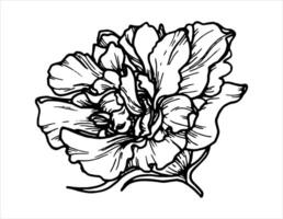 Outline botanical illustration of flower with leaves. Hand-drawn floral element with a hibiscus branch. Perfect for creating graphic resource in line art style and packaging designs. vector