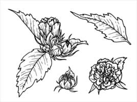 Outline botanical illustration of flower with leaf. Hand-drawn floral element set of branch with bud. Perfect for creating graphic resource in line art style and packaging designs. vector