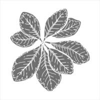 Silhouette botanical illustration of leaves with veins. Hand-drawn floral element with a bush branch. Perfect for creating graphic resource in simple style and packaging designs. vector